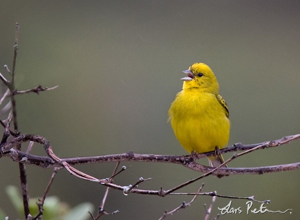 Stripe-tailed Yellow-finch